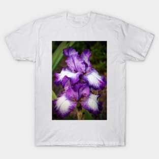 Purple And White Iris T-Shirt